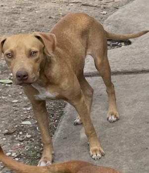 DOG 5, Young Male unknown