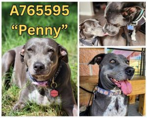 PENNY, Adult Female unknown