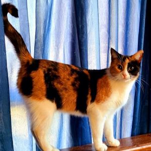 ELLY, Adult Female unknown