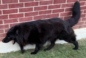 HUGO, Adult Male unknown
