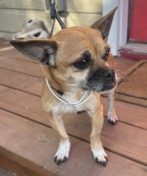 CHLOE, Senior Female unknown