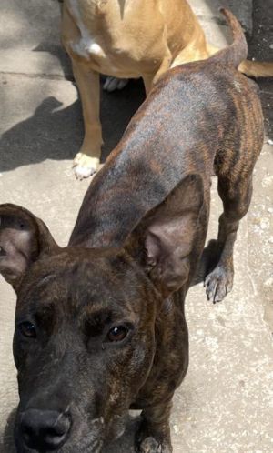 DOG 4, Young Female unknown