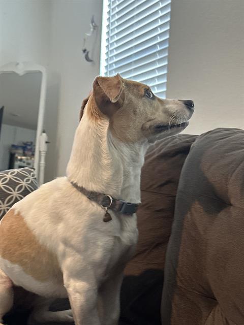 PIPER
