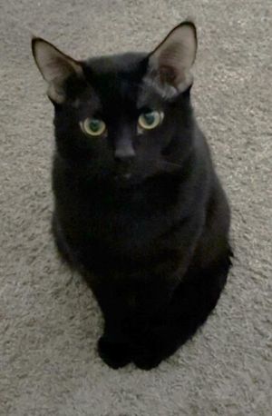 MEECHIE, Young Male unknown