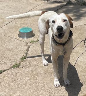 DOG 1, Young Male unknown