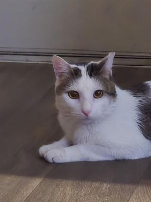 TOM, Adult Male unknown
