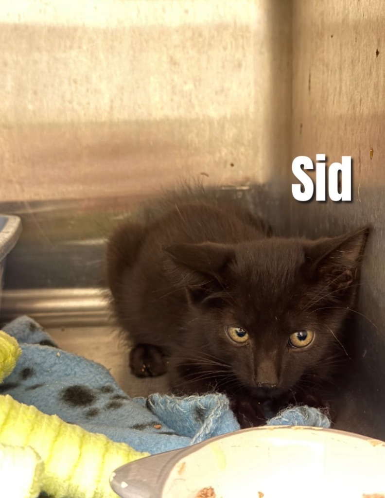Sid