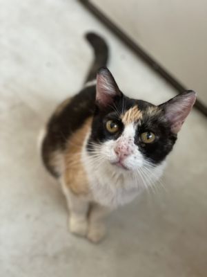 Skittles, Adult Female unknown