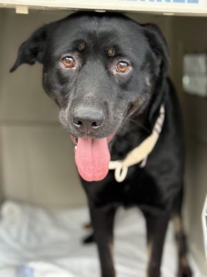 Black lab female and two border collie lab mixes F, Young Female unknown