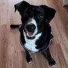 Black lab female and two border collie lab mixes F photo 2