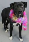 Black lab female and two border collie lab mixes F photo 3