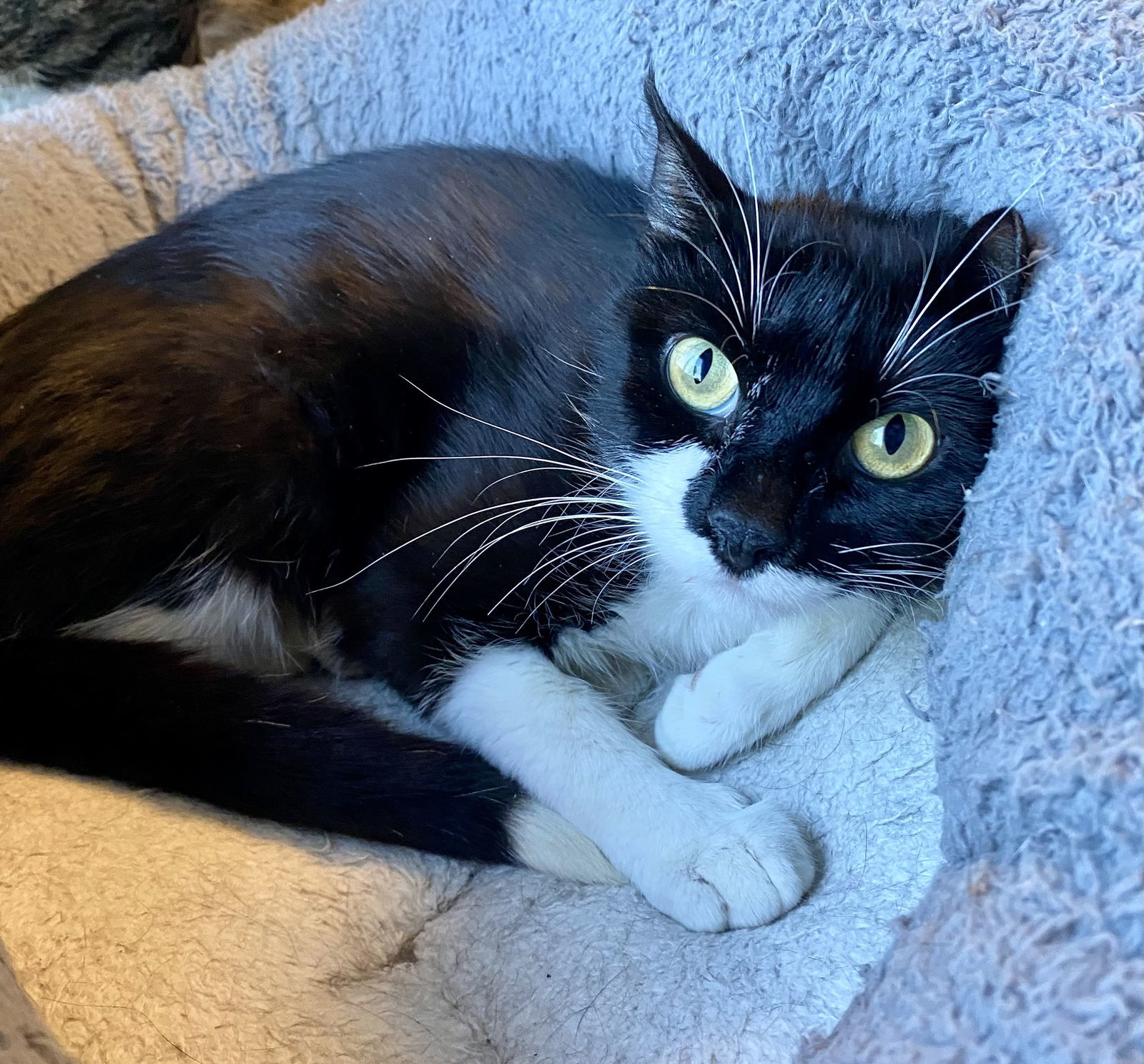 Tylissa, an adoptable Domestic Short Hair, Tuxedo in Fargo, ND, 58103 | Photo Image 1