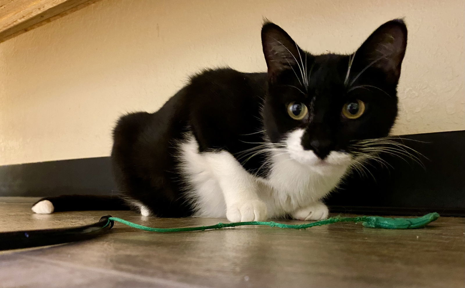 Tylissa, an adoptable Domestic Short Hair, Tuxedo in Fargo, ND, 58103 | Photo Image 1