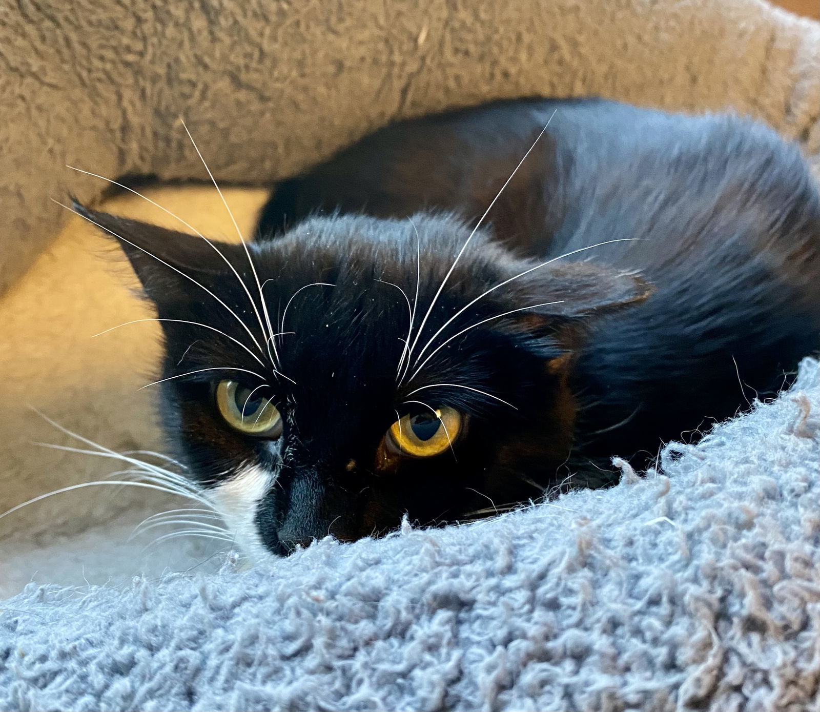 Tylissa, an adoptable Domestic Short Hair, Tuxedo in Fargo, ND, 58103 | Photo Image 2