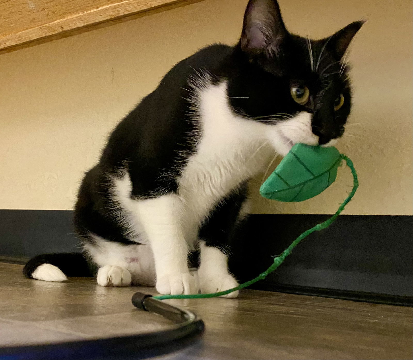 Tylissa, an adoptable Domestic Short Hair, Tuxedo in Fargo, ND, 58103 | Photo Image 2
