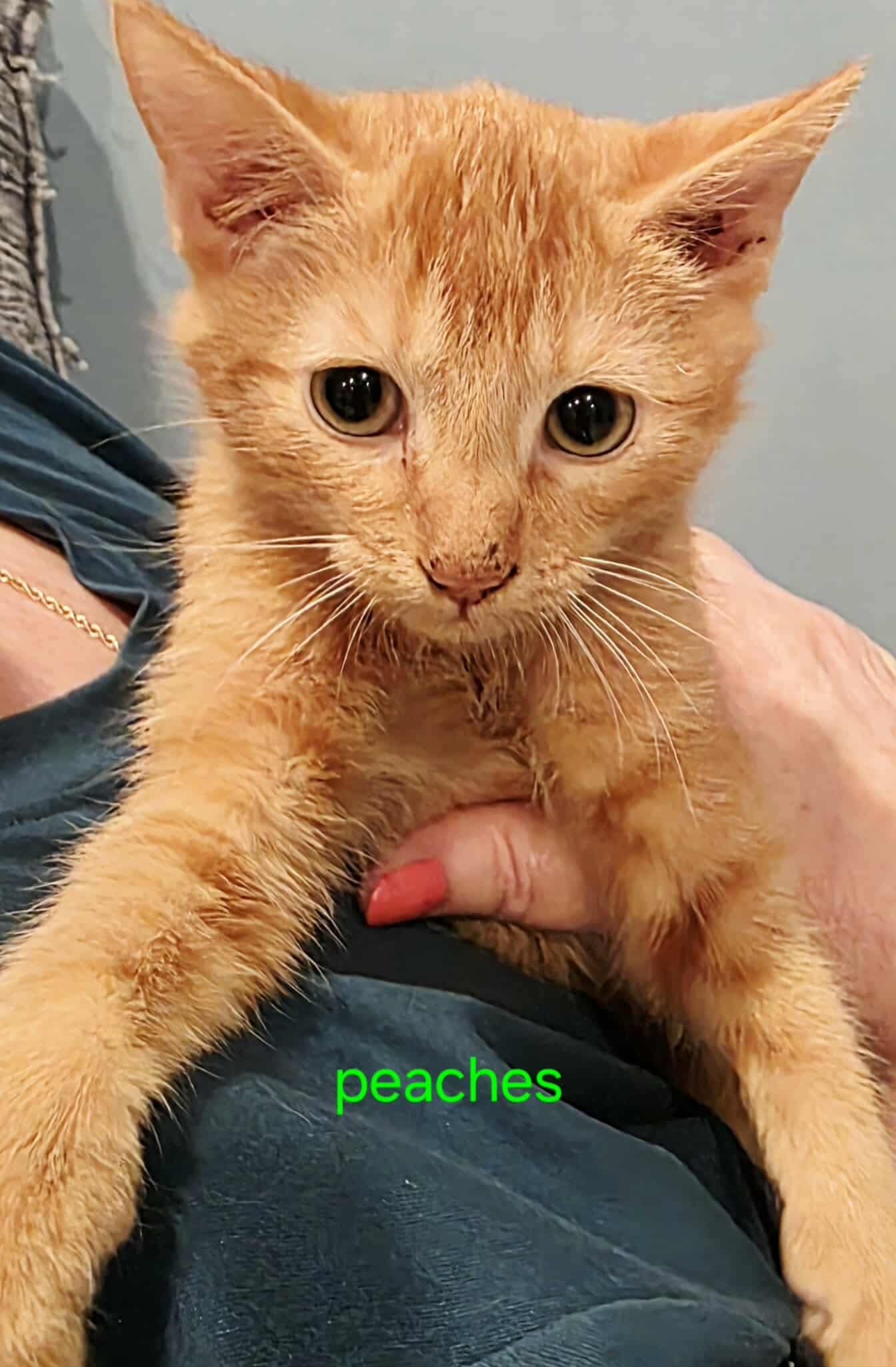PEACHES