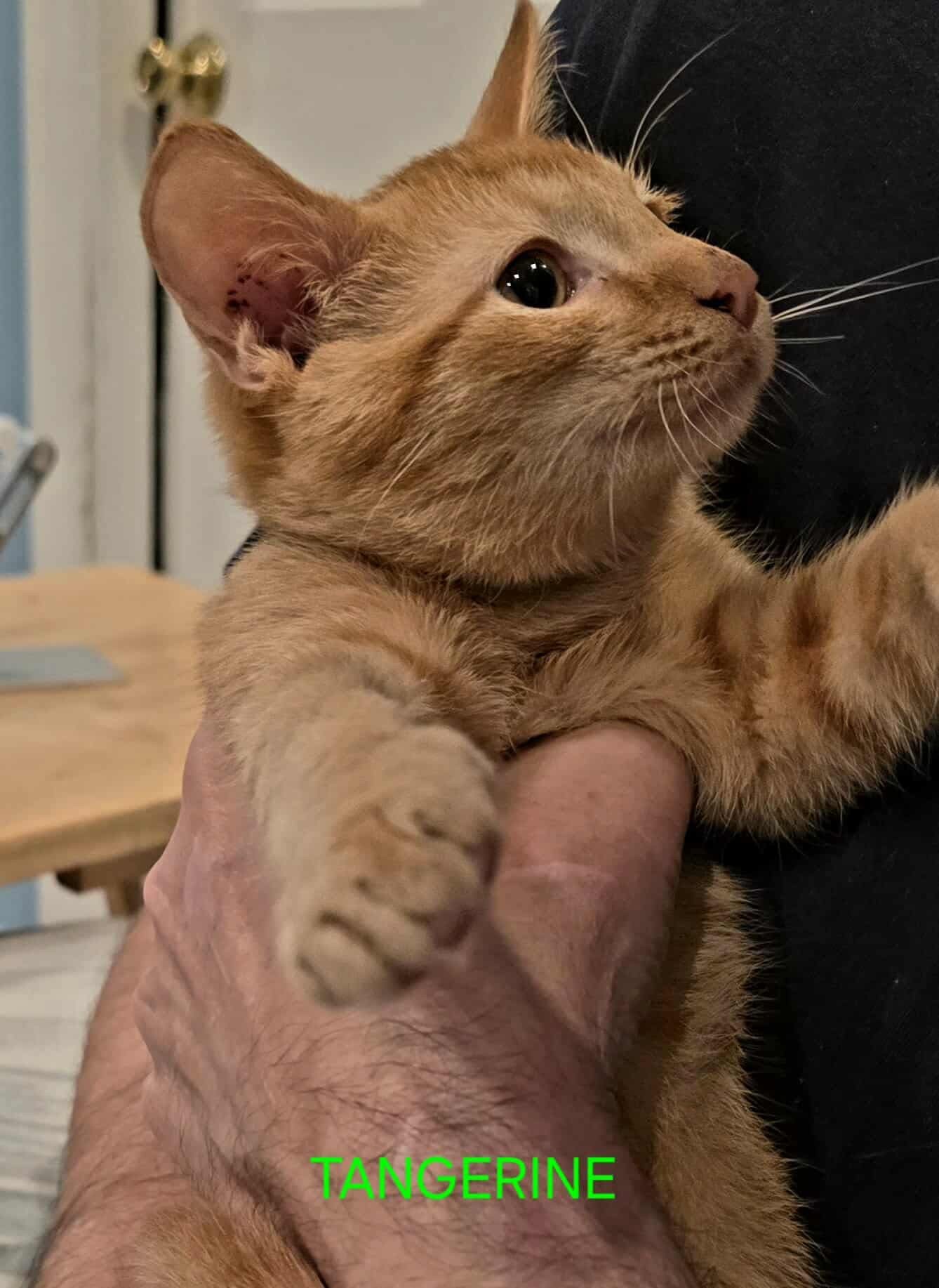 TANGERINE