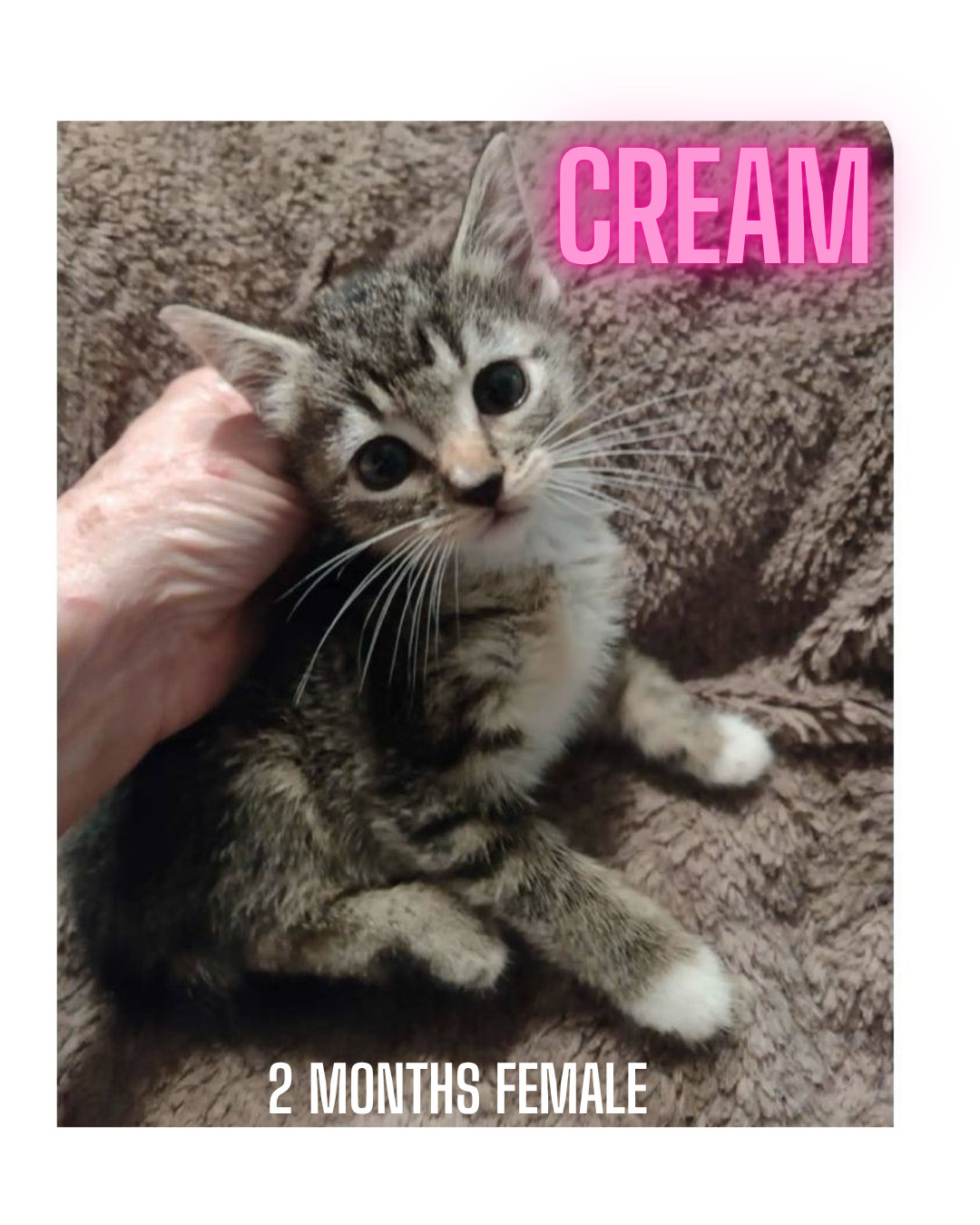CREAM