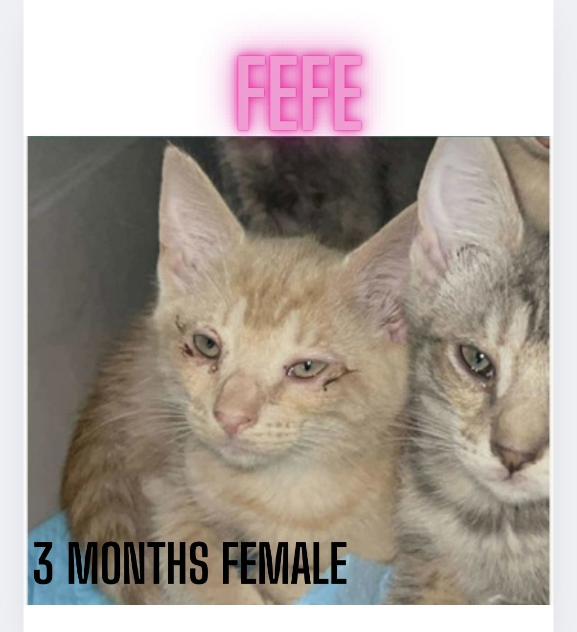 FEFE