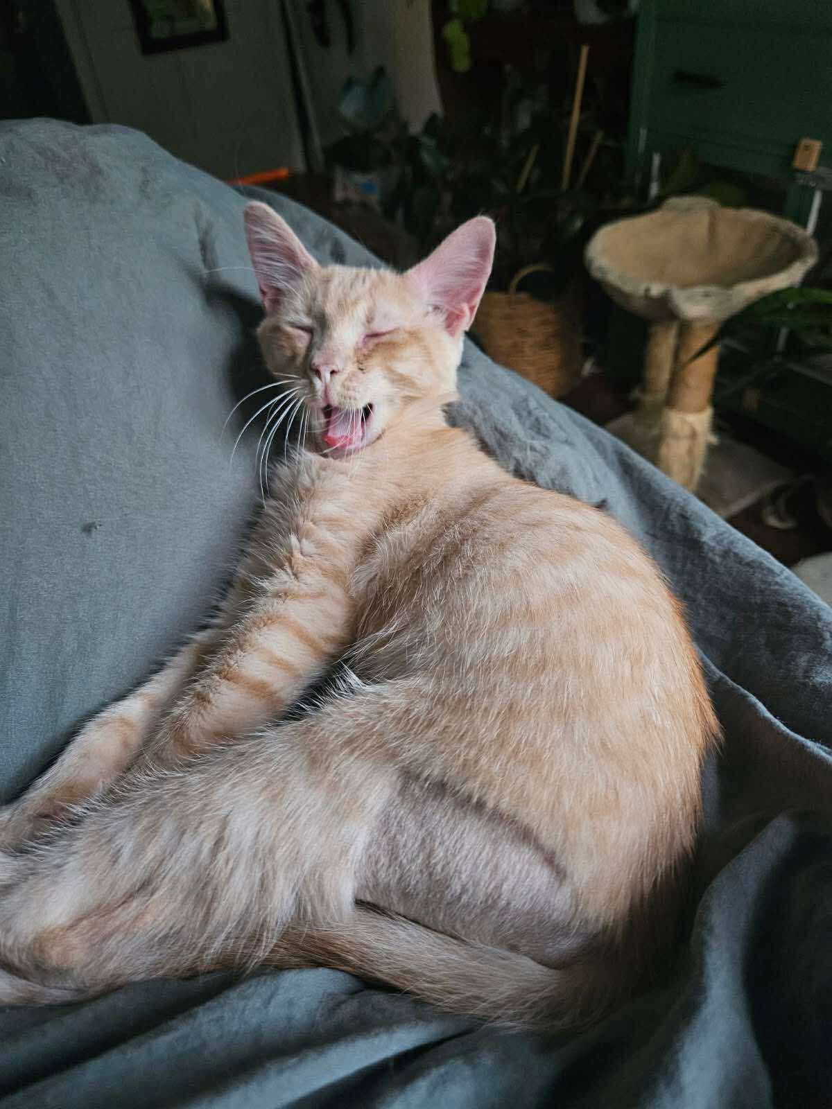 SIMON
