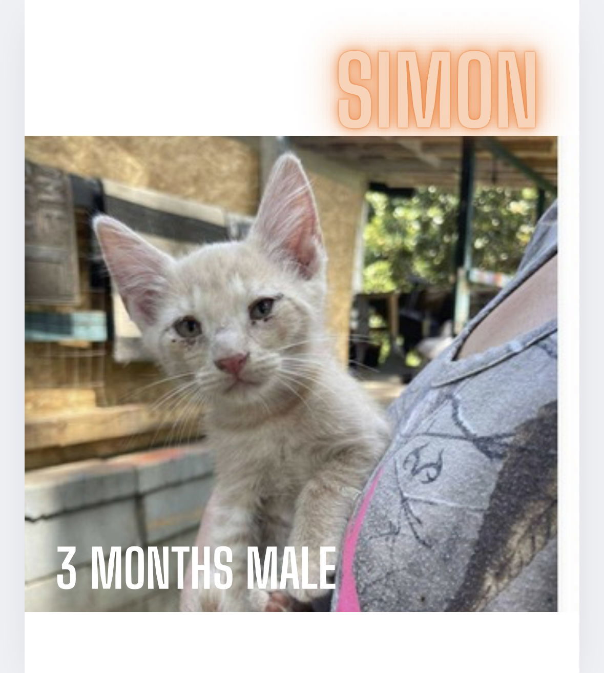 SIMON