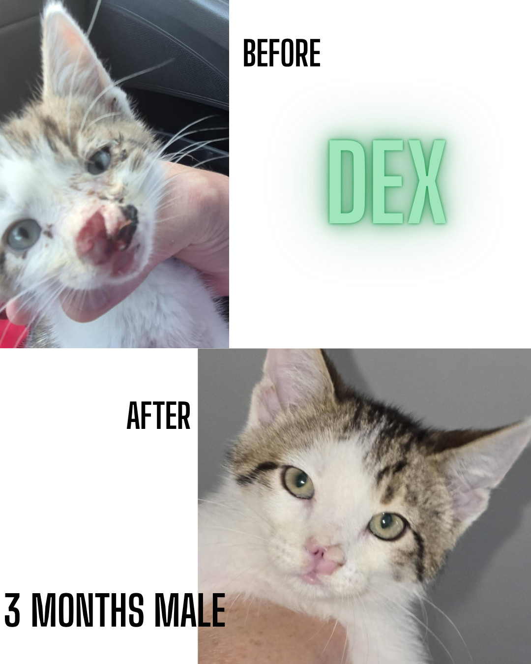 DEX