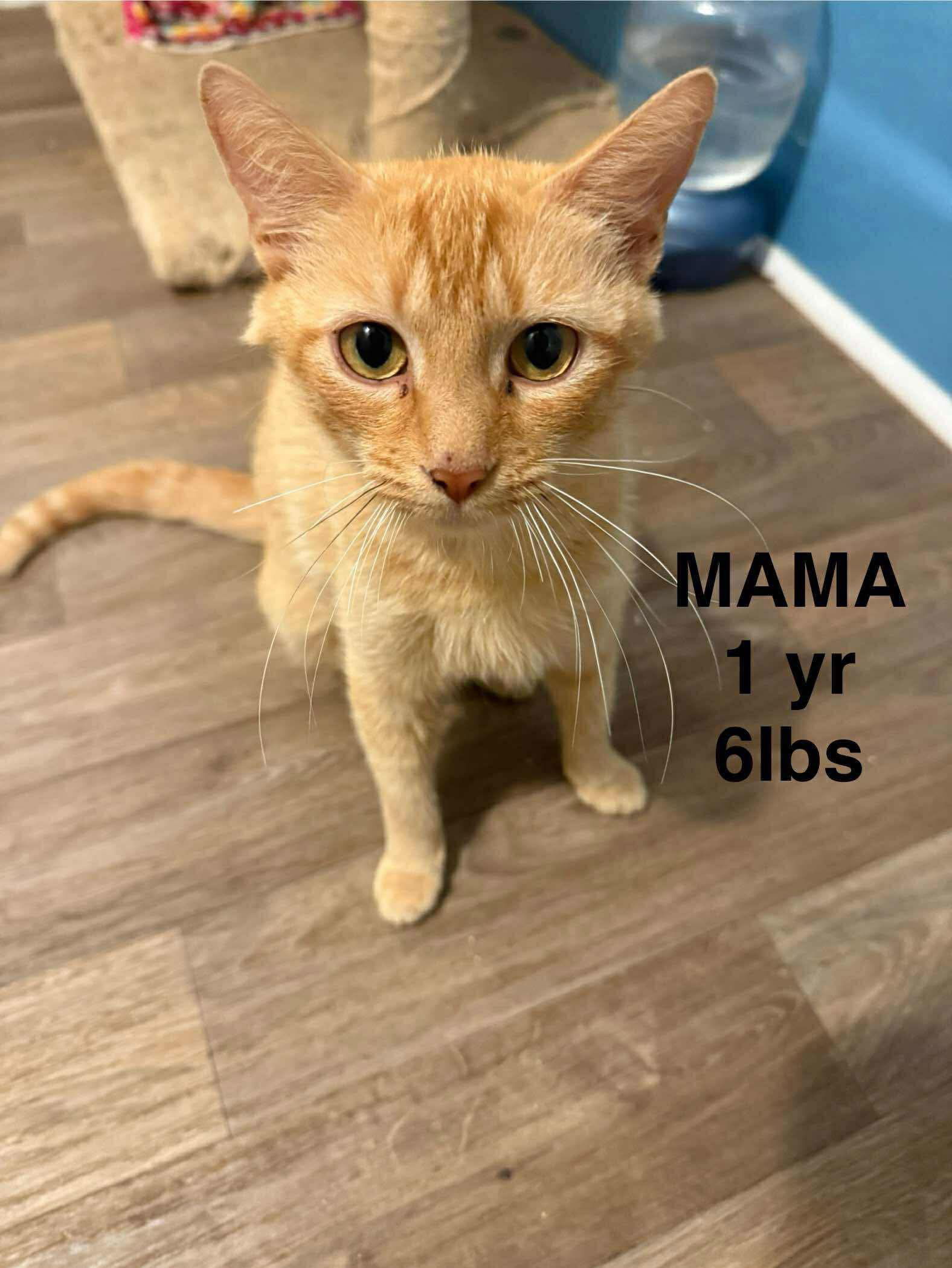 GINGER