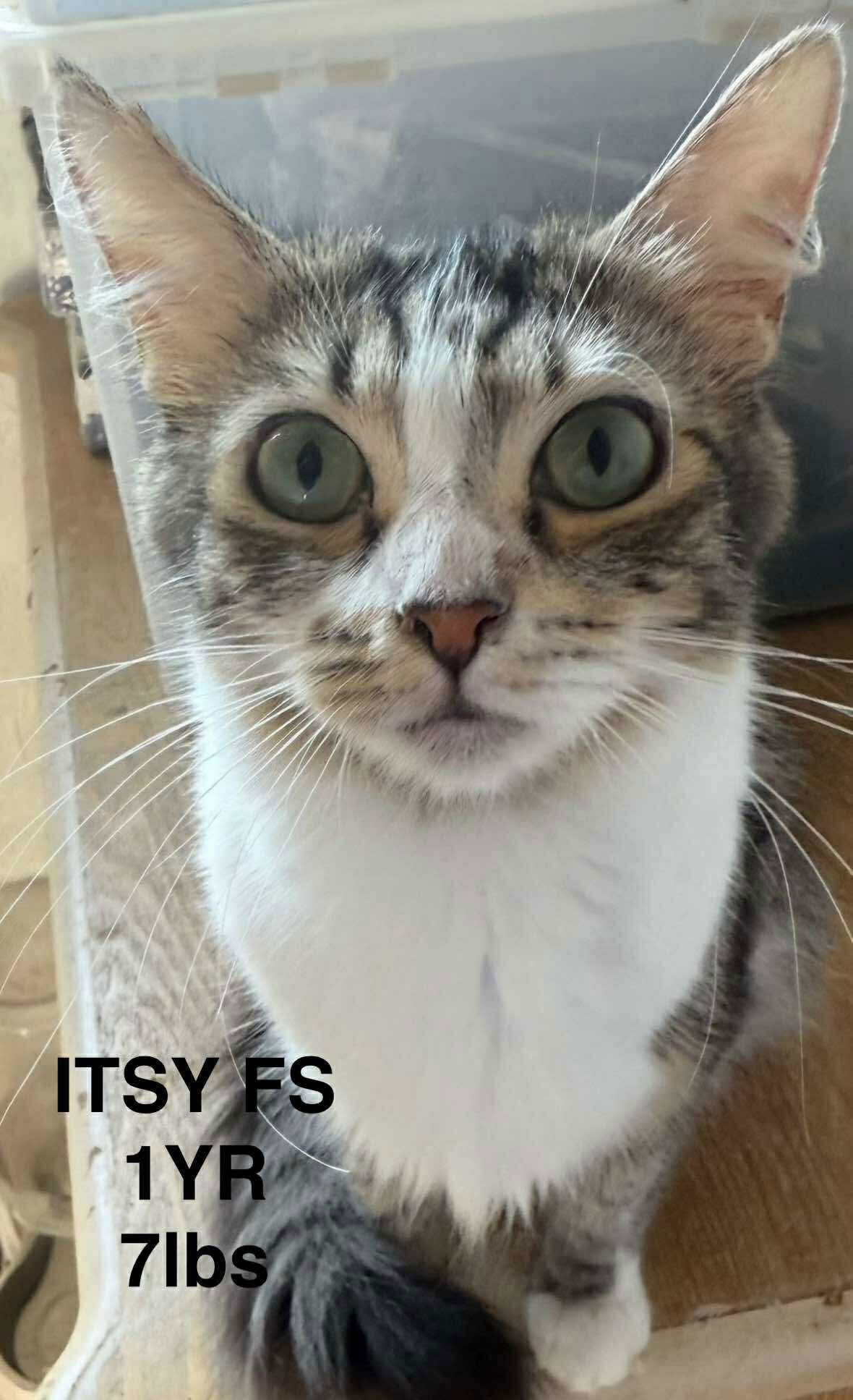 ITSY