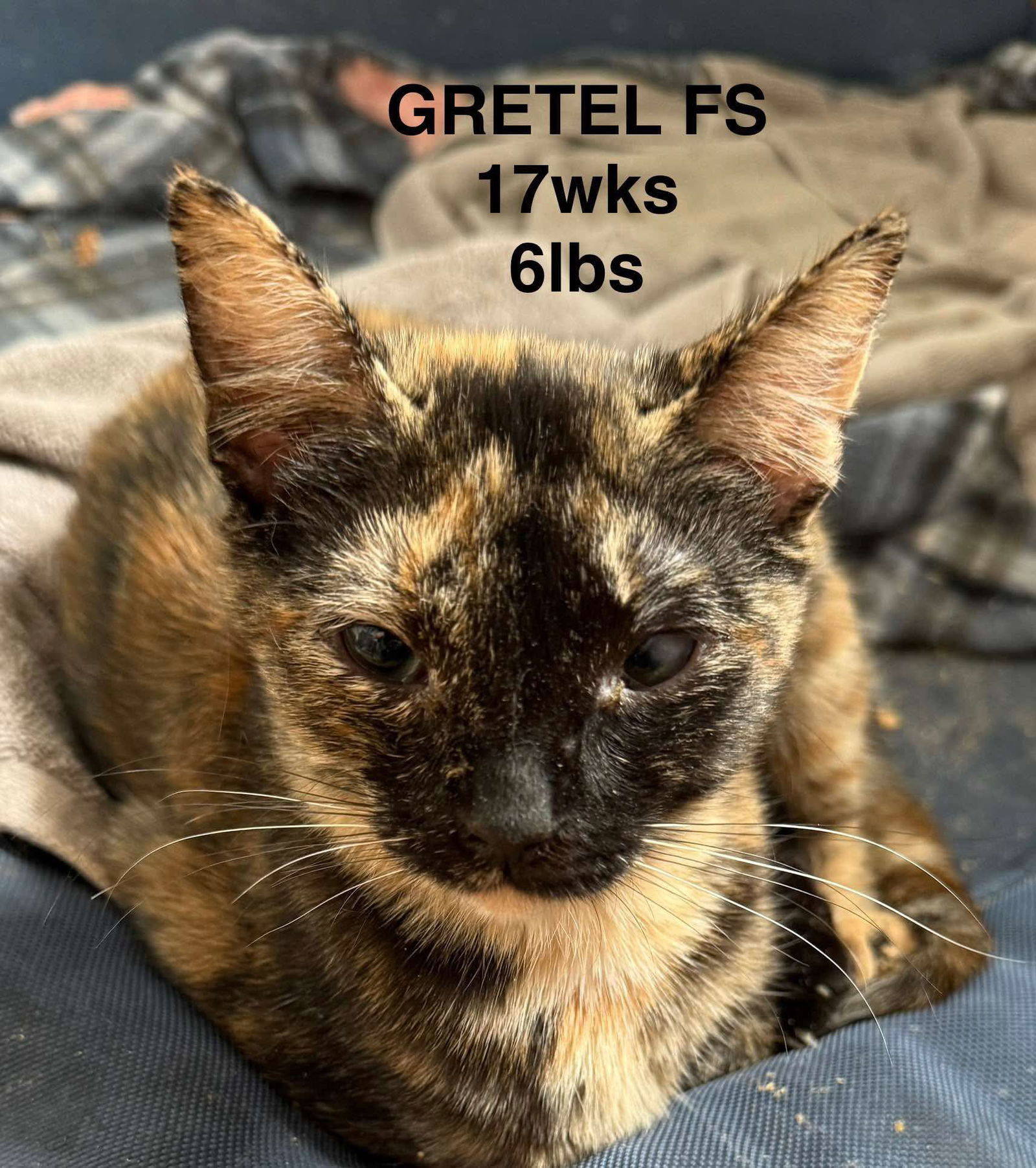 GRETEL