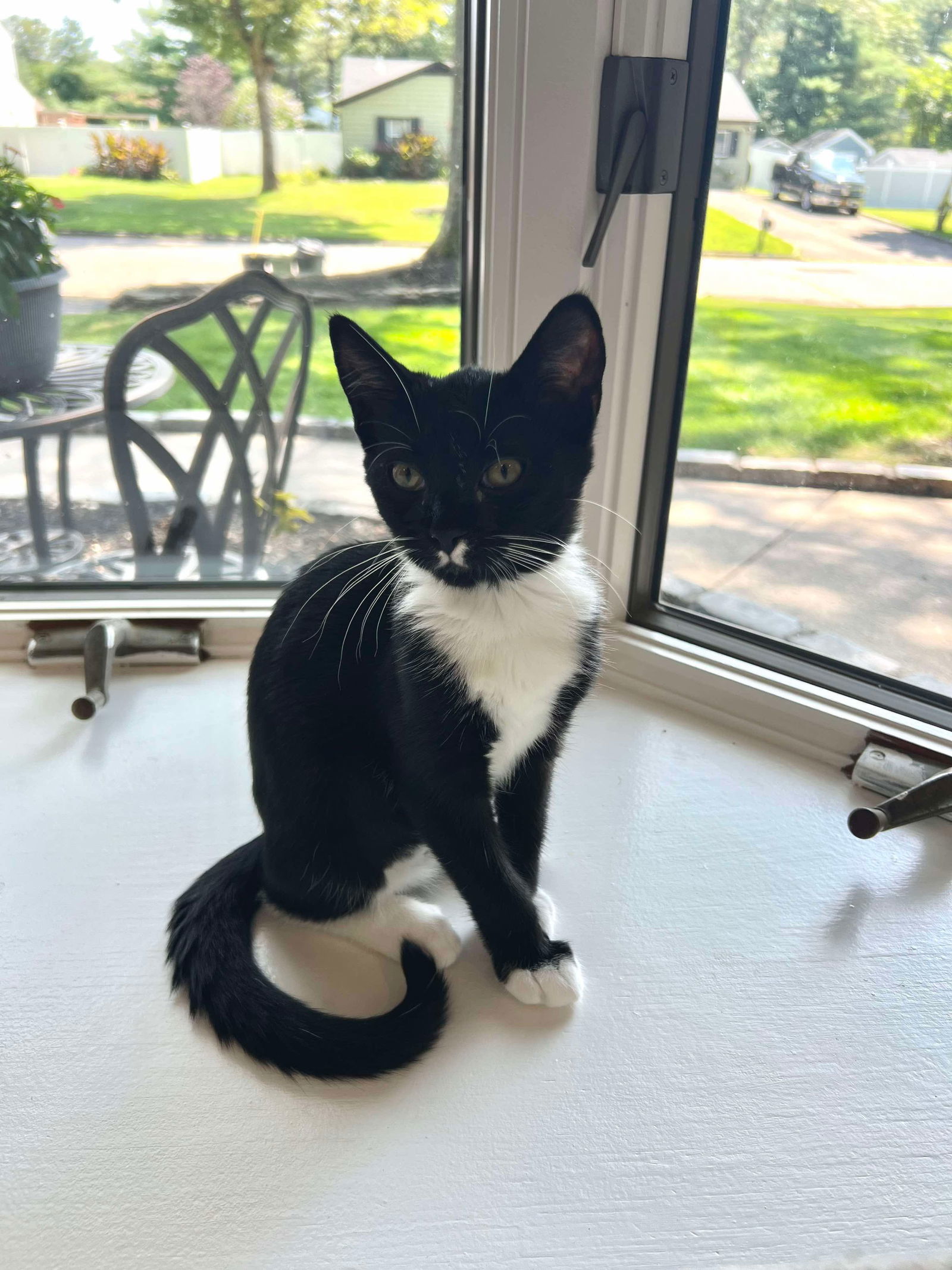 WILLOW (kitten)