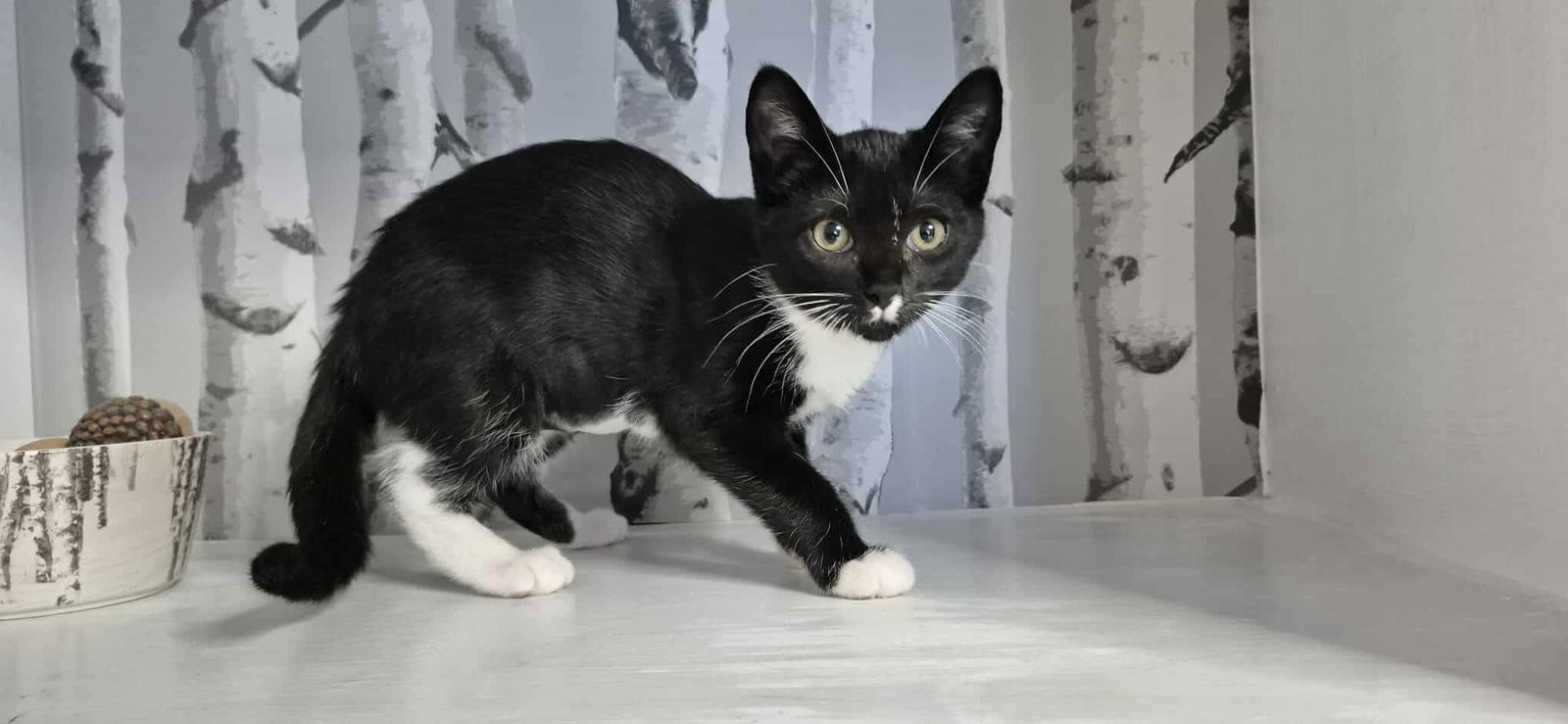 WILLOW (kitten)