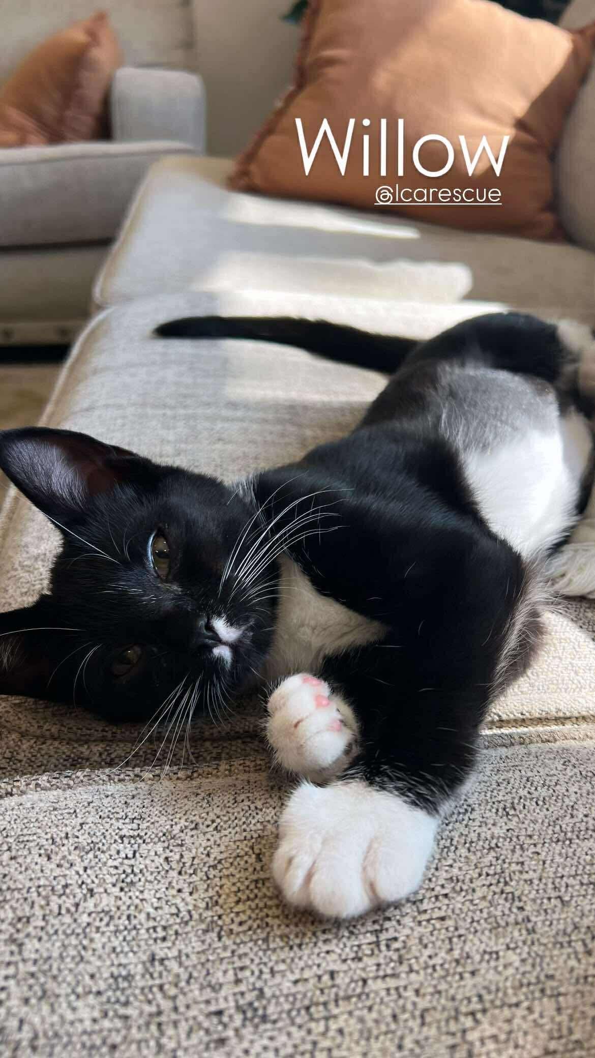 WILLOW (kitten)