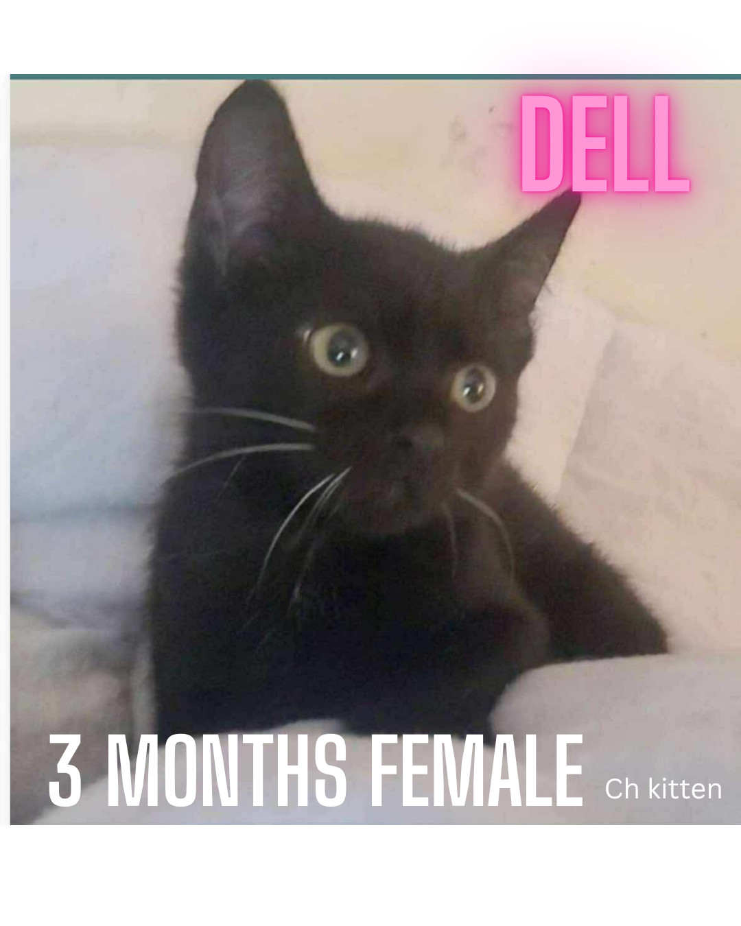 DELL