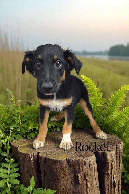 Rocket