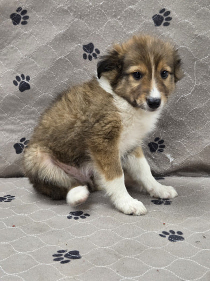 Roscoe