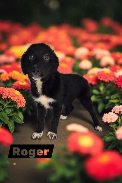 Roger