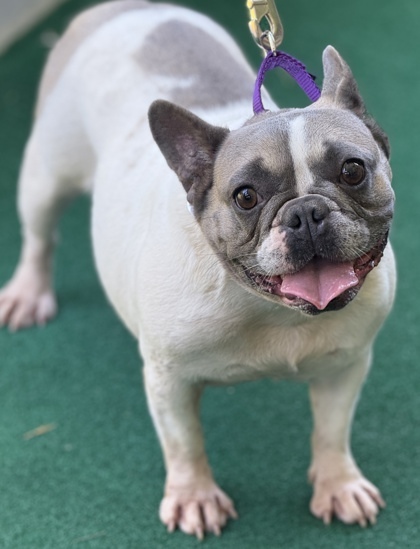 Darla