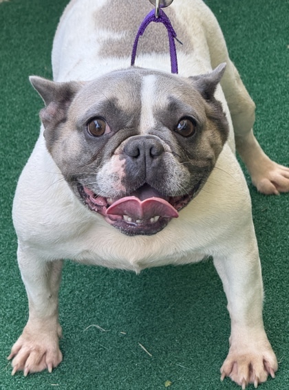 Darla