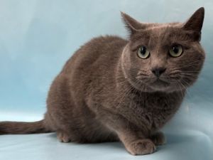 Pippa, Adult Female unknown