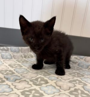 BLAZE, Baby Male unknown