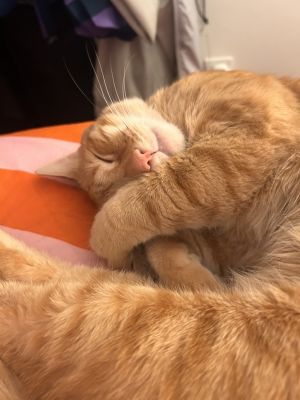 Sunkist, Adult Male unknown