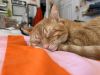 Sunkist photo 2