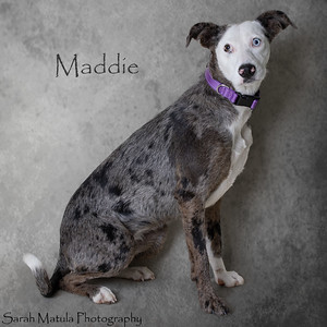 Maddie, an adoptable Catahoula Leopard Dog, Mixed Breed in Ruidoso, NM, 88345 | Photo Image 1