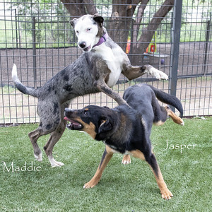 Maddie, an adoptable Catahoula Leopard Dog, Mixed Breed in Ruidoso, NM, 88345 | Photo Image 2