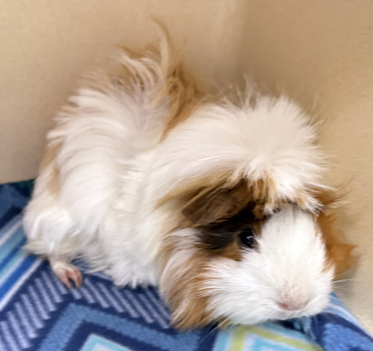 Pollita (bonded w/ Riri)