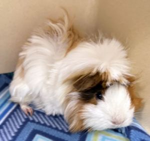 Pollita (bonded w/ Riri), Adult Female unknown