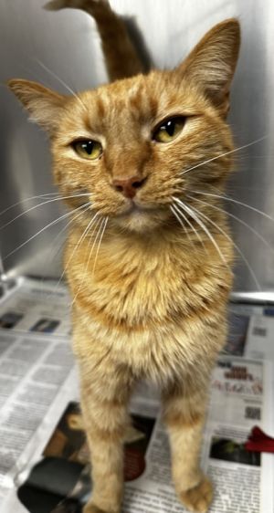 Hi Im Nemo Im a handsome angel baby Come meet me today