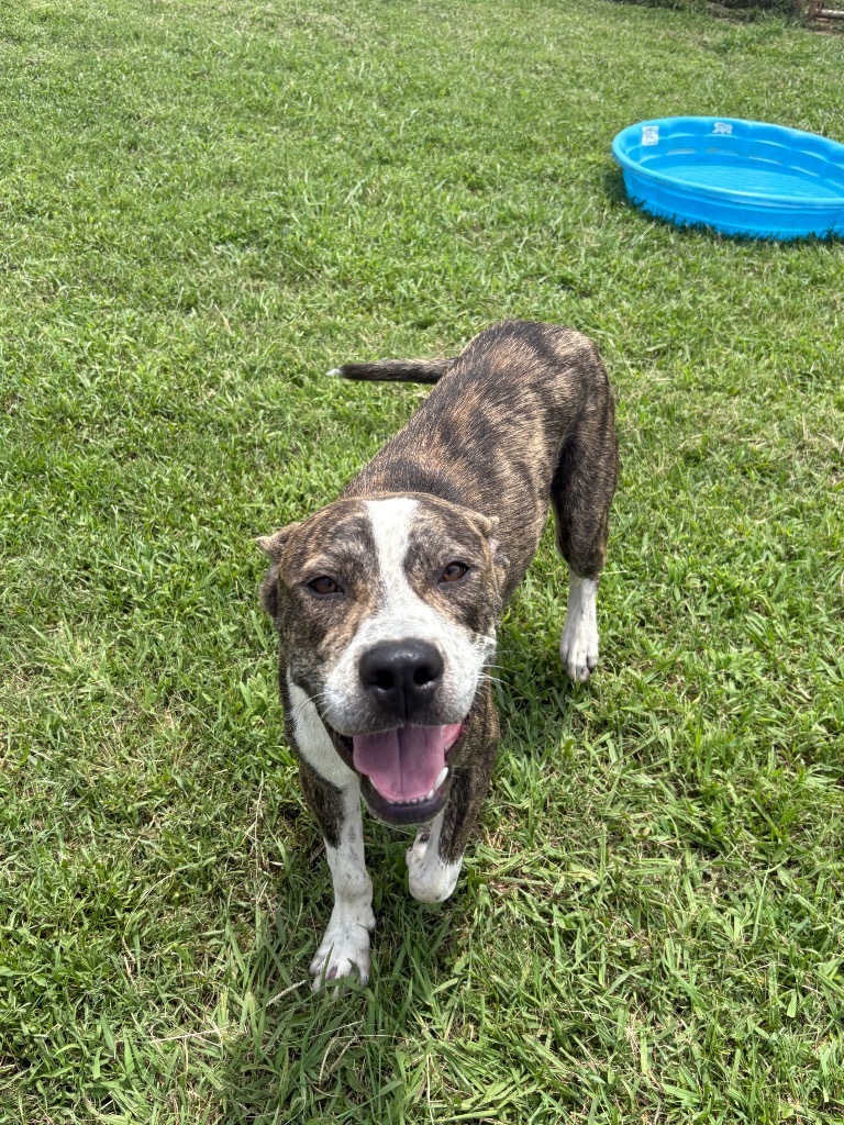 Rex