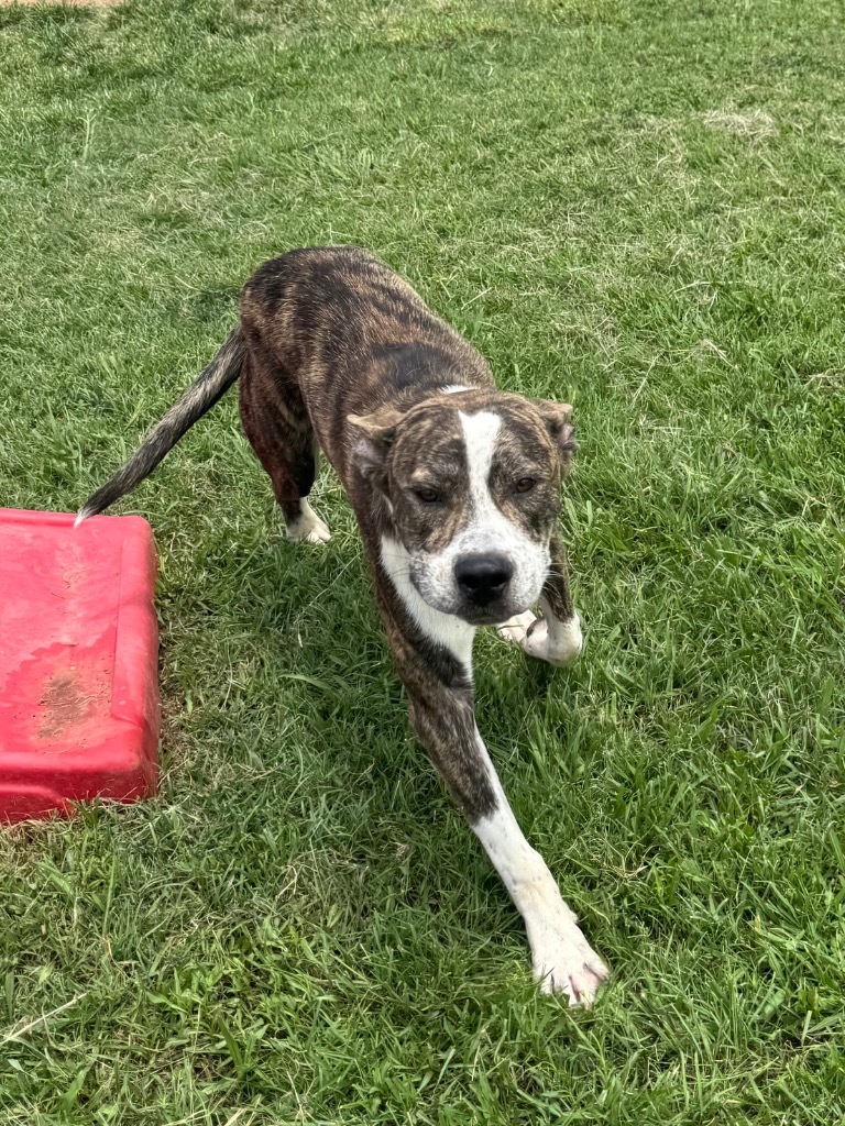 Rex