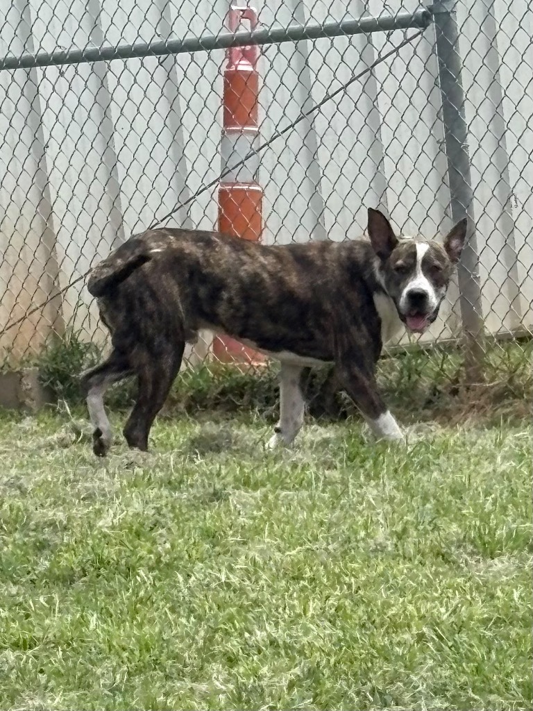 Rex